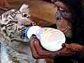 Caught On Tape - Chimp Adopts Tiger Cubs
