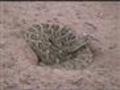 Mojave Rattlesnake on the Move