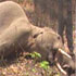 Elephants in Jim Corbett under threat