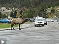 Elk-vs-cars