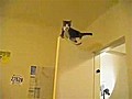 Mission Impossible Cats