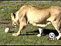 Lion Country Safari Park celebrates Easter with egg hunt for its animals (NewsChannel 5)