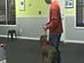 Aggressive Dog Training and Rehabilitation - Sit Means Sit