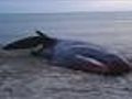 Dead Shark Washes Ashore In Plymouth
