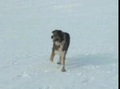 LA COMPLAINTE DU CHIEN ABANDONNE
