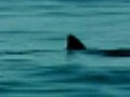 Shark sightings shutdown N.Y. beach