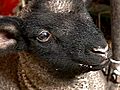 Man Saves Sheep From Burning Barn