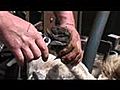 Herdwick sheep foot trimming at Yew Tree Farm