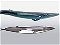 Wild - Hybrid Whale