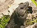 Royalty Free Stock Video SD Footage Zoom Into a Large Iguana Sitting in the Grass in Cancun,  Mexico