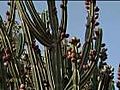 Commercial Cultivation of the Cactus Plant