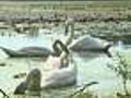Swan Found Decapitated In Stoughton