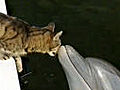 Cat and dolphin kiss at playtime