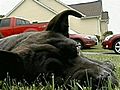 Dog Trapped In Tornado Rubble 3 Days Rescued