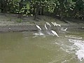 Asian Carp Leap From The Stream