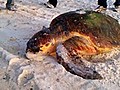 Gulf Turtle Nests Abound,  But Worries Remain