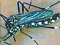 Now,  mutant mosquitoes fight dengue