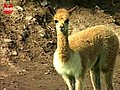 Cute Peruvian Vicunas