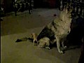 Puppy Goes Nuts Over a Tail