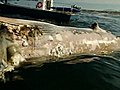 Great White Sharks Devour A Whale Carcass