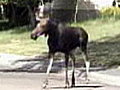 NBC TODAY Show - Moose Duo Strolls In Calgary Neighborhood