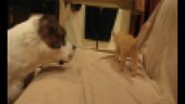 Cat fighting with a dog