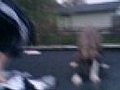 dog likes jumping on the trampoline