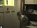 Un chat qui frappe a la porte