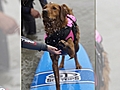 Surfing Therapy Dog