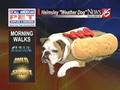 Helmsley the weather dog: No hot dogs this afternoon