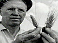 The life of Norman Borlaug