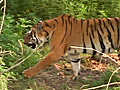 Better,  improved methods to count tigers