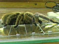 Tarantula on Glass