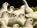 Pigeons Dumped At McKinley Park