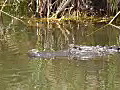 Royalty Free Stock Video HD Footage Close Up of a Large Alligator in the Everglades in Florida