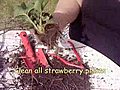 How to Grow Strawberries