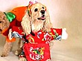 Chinese Dog Fashion