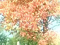 福岡の春日公園の紅葉