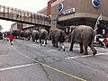 Pachyderm Parade Pleases Crowd