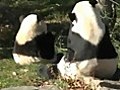 Giant Pandas Eat Ice Snacks