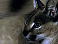 Caracal