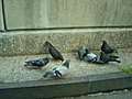 Talking Pigeons