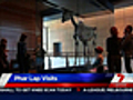 Phar Lap returns to Australia