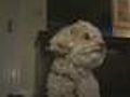 Dognapped Poodle Returned To Its Owners