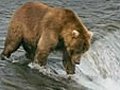 Bears vs. John West: fight in the rapids