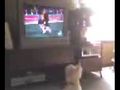 Who says dog&#039;s can&#039;t watch tv