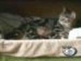 House Cat Adopts Baby Red Panda