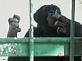 Smoking Chimp Rescued,  Sent to Brazil