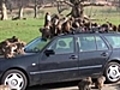 Monkeys tear apart car in safari park