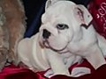 English Bulldog Puppies for Sale 662-464-9473 Elite Quality!